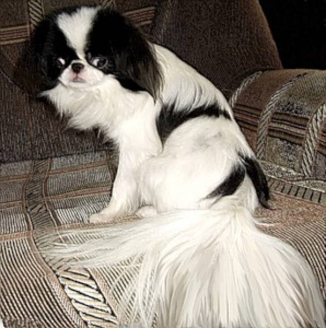 Хин Сатори Вассаби