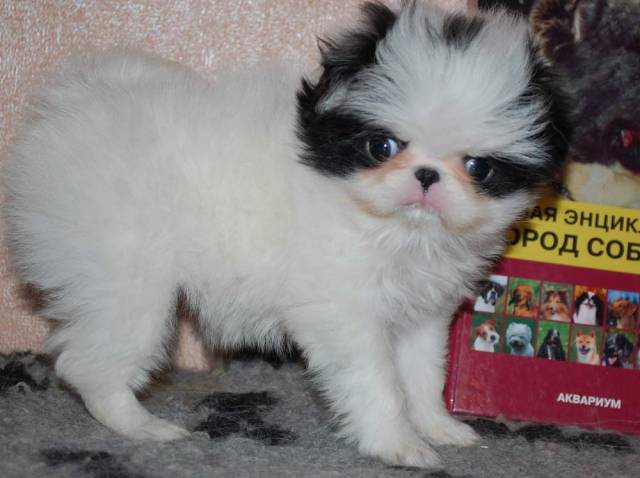 Делис Сакура Акено Хана на фото 1,5 мес