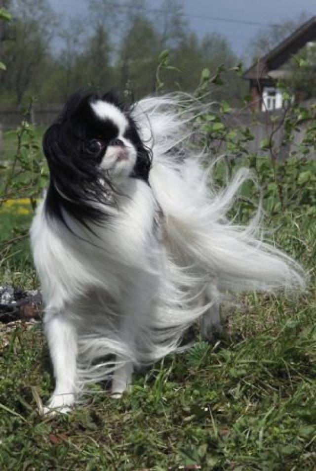 Делис Сакура Анастасия Усуюке-Химэ