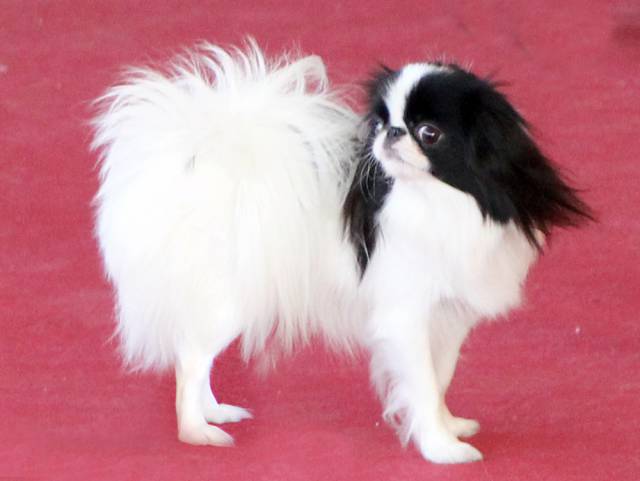 Альмерита Брют Де Империум Аури (Израиль)