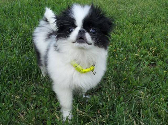 Делис Сакура Макото Рэй - на фото 5 мес - маленького размера ДОМАШНИЙ ЛЮБИМЕЦ!