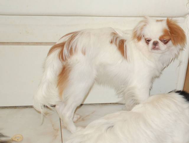 Делис Сакура Андорра