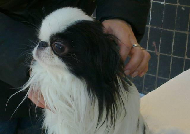 Делис Сакура Рёкийсин (Украина)