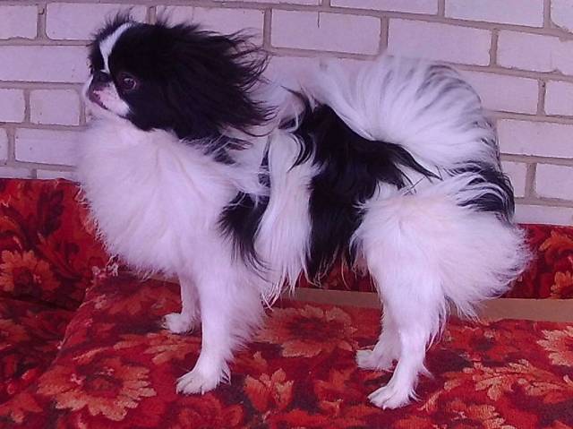 Делис Сакура Гирон Рити