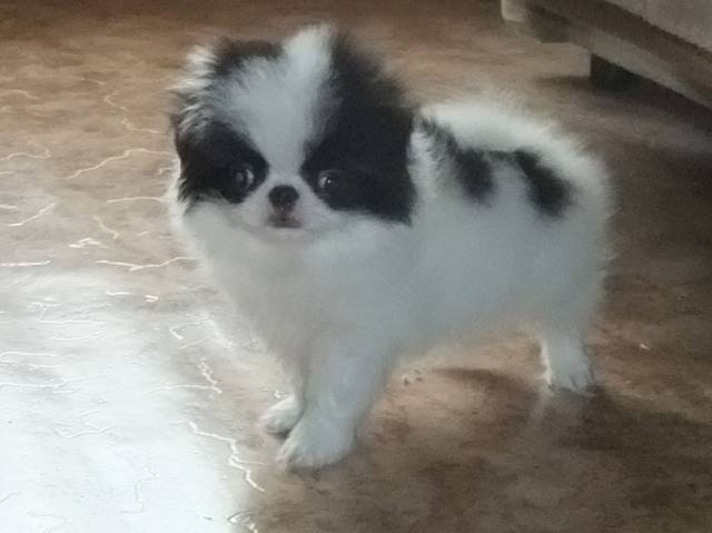 Делис Сакура Мэсэйуки Кун