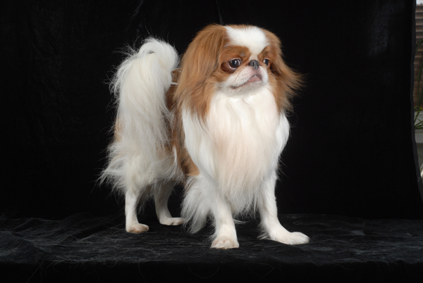 Сан Ланг Хин Сатори Яхо Золото Надежды