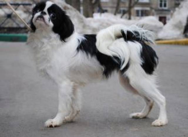 Грэйс Лайт де Империум Аури