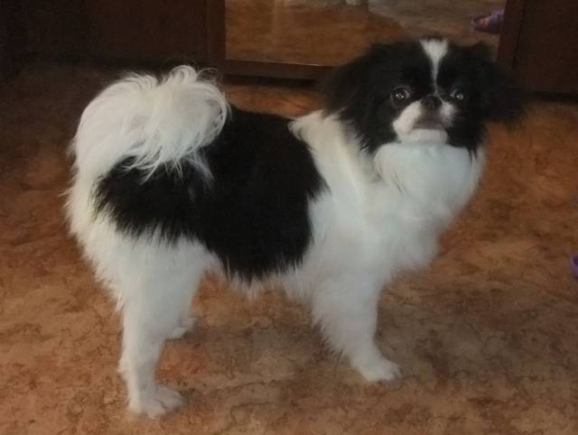 Делис Сакура Акико - 6 мес