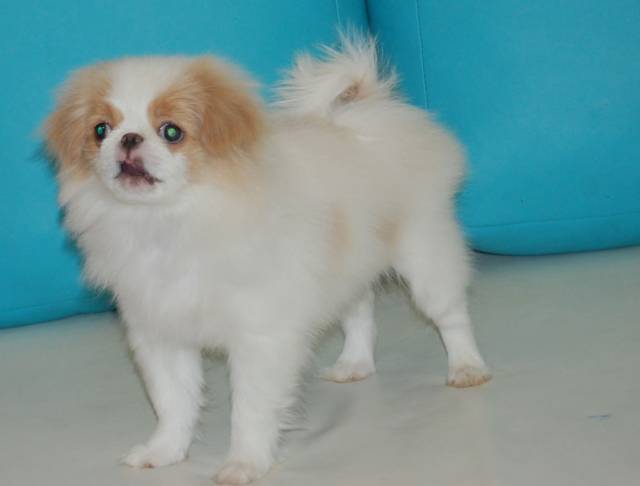 Делис Сакура Окуна