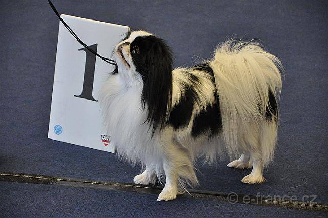 Делис Сакура Акварель Суми-Э